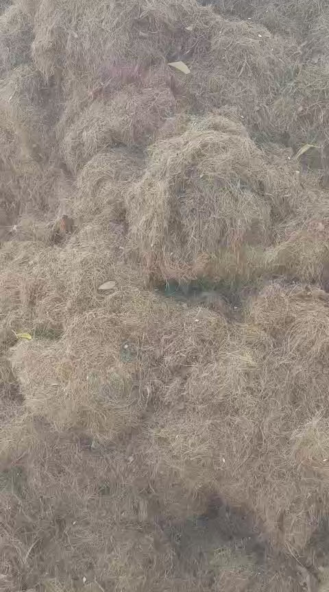 Coconut Husk